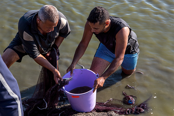 Article image for FAI partners with ESR, launches Tilapia Welfare Project in Egypt