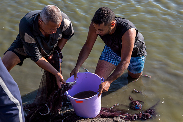 tilapia welfare