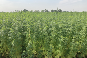 Food waste and hemp are the latest novel aquafeed ingredients gaining attention