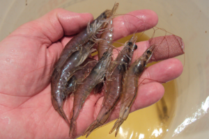 Silencing a key protein may significantly reduce EHP transmission in farmed shrimp