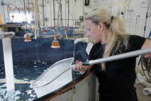 regenerative farming