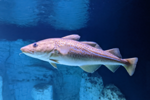 Larger Atlantic cod favor colder waters: The influence of body size on behavioral thermal preference