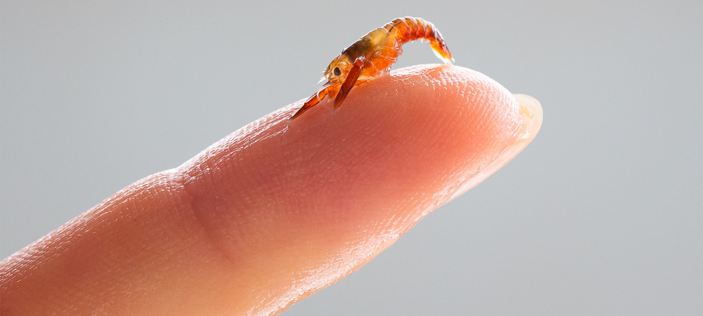 acuacultura restaurativa