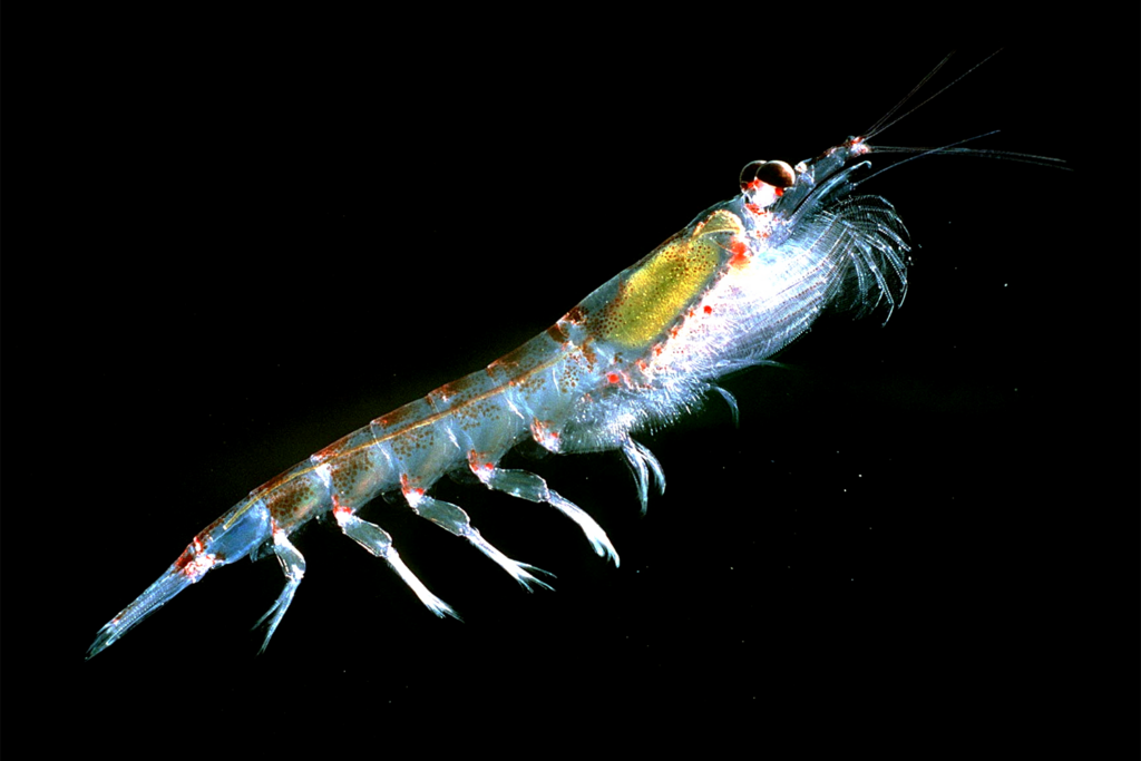 Article image for What aquafeed ingredients can substitute for krill meal? Research team develops a method to find out