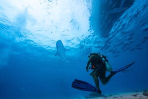 Scientists call for science-based approach to shark conservation in Brazil’s Marine Protected Areas