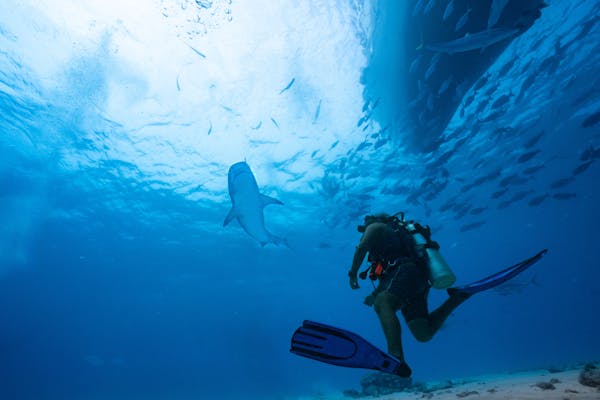 Article image for Scientists call for science-based approach to shark conservation in Brazil’s Marine Protected Areas