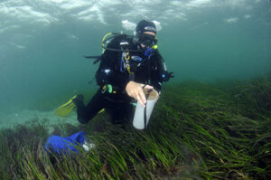 NatureScot and SSEN Distribution launch largest-ever Scottish seagrass planting program