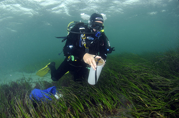 Article image for NatureScot and SSEN Distribution launch largest-ever Scottish seagrass planting program