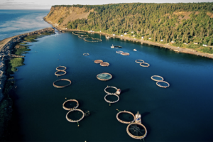 Canada approves Veramaris’ algal oil for use in aquafeeds