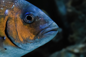 Blueyou launches aquatic animal welfare policy