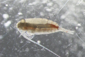 Effect of copepod hydrolysate dietary inclusion on feed attractiveness for Pacific white shrimp