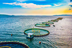 Could fish aggregation at ocean aquaculture structures expand wild populations and local fisheries?