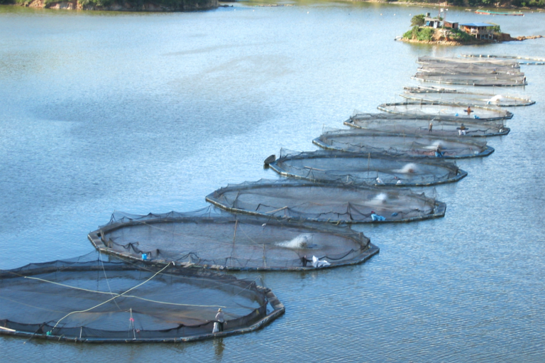 Article image for Fish silage: Bioconverted waste yields useful byproducts