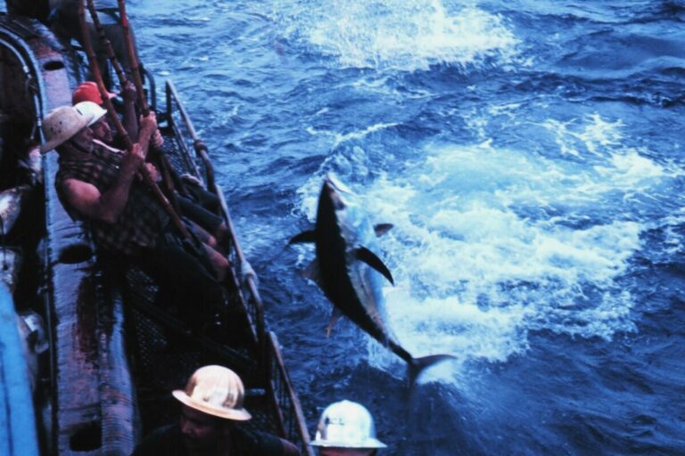 Article image for Fishing effort dynamics around the Galápagos Marine Reserve as described by Automatic Identification System data
