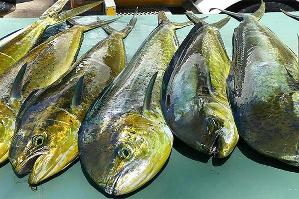 Article image for With distinct genetic groups of mahimahi in the Tropical Eastern Pacific Ocean, is a new fishery management approach needed?