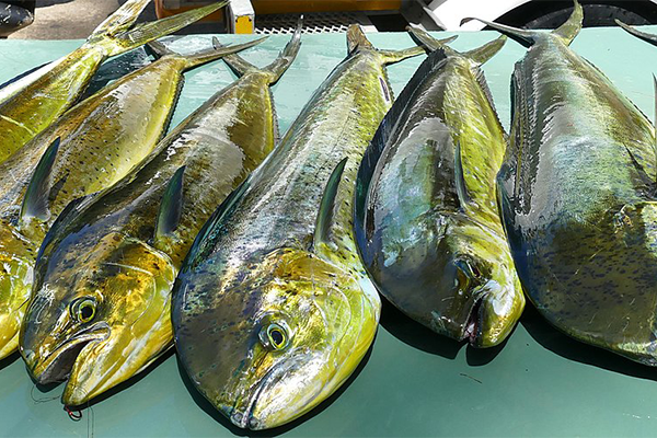 mahimahi