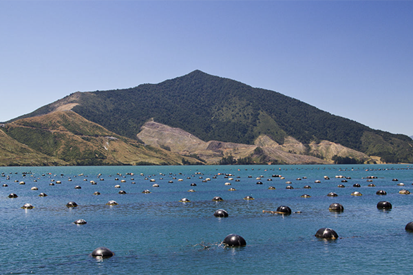 Article image for New Zealand government backs mussel spat project to grow aquaculture sector