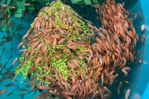 SAIC boosts funding for cleaner fish vaccination research