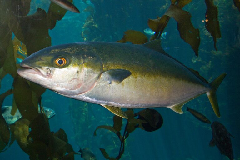 Article image for Assessing reduced dietary, wild-derived fishmeal inclusion levels in production diets for large yellowtail kingfish