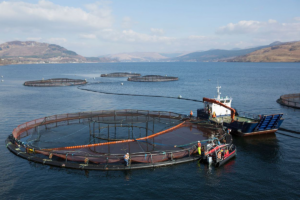 Have researchers figured out how to slow down the aging process in Atlantic salmon?