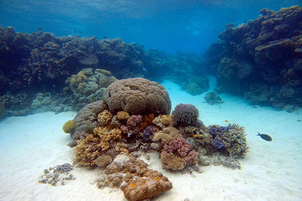 Article image for Can Blacklip Rock oysters reduce nutrient pollution near the Great Barrier Reef?
