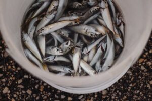 Can swapping red meat for a ‘forage fish’ diet save lives?