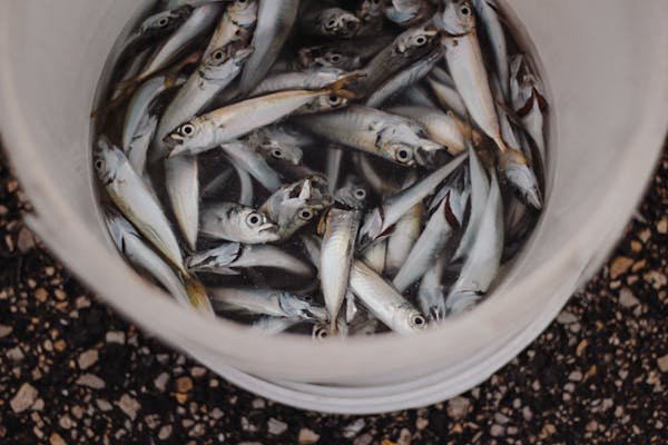 Article image for Can swapping red meat for a ‘forage fish’ diet save lives?