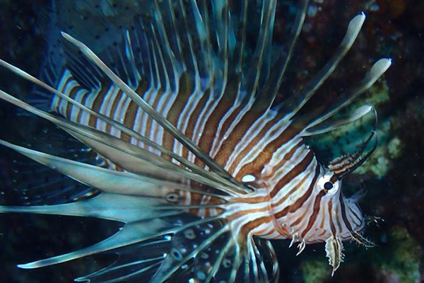 Article image for Study reveals lionfish invasion has rapidly spread in the Mediterranean Sea, threatening biodiversity