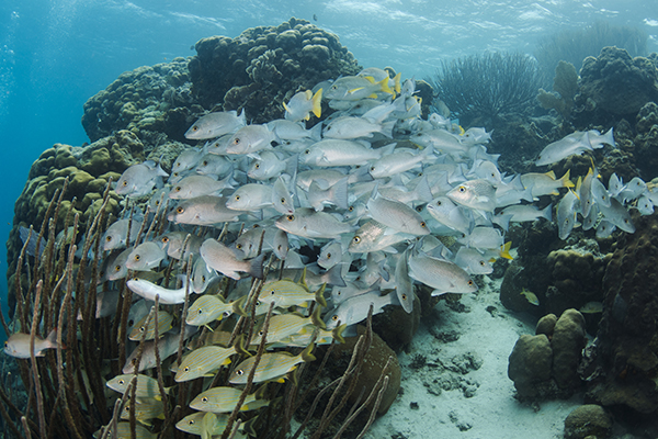 Article image for Study: Many marine protected areas are failing to rebuild fish populations