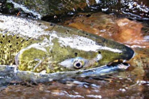 How can hatchery-born Chinook salmon help with wild salmon recovery?