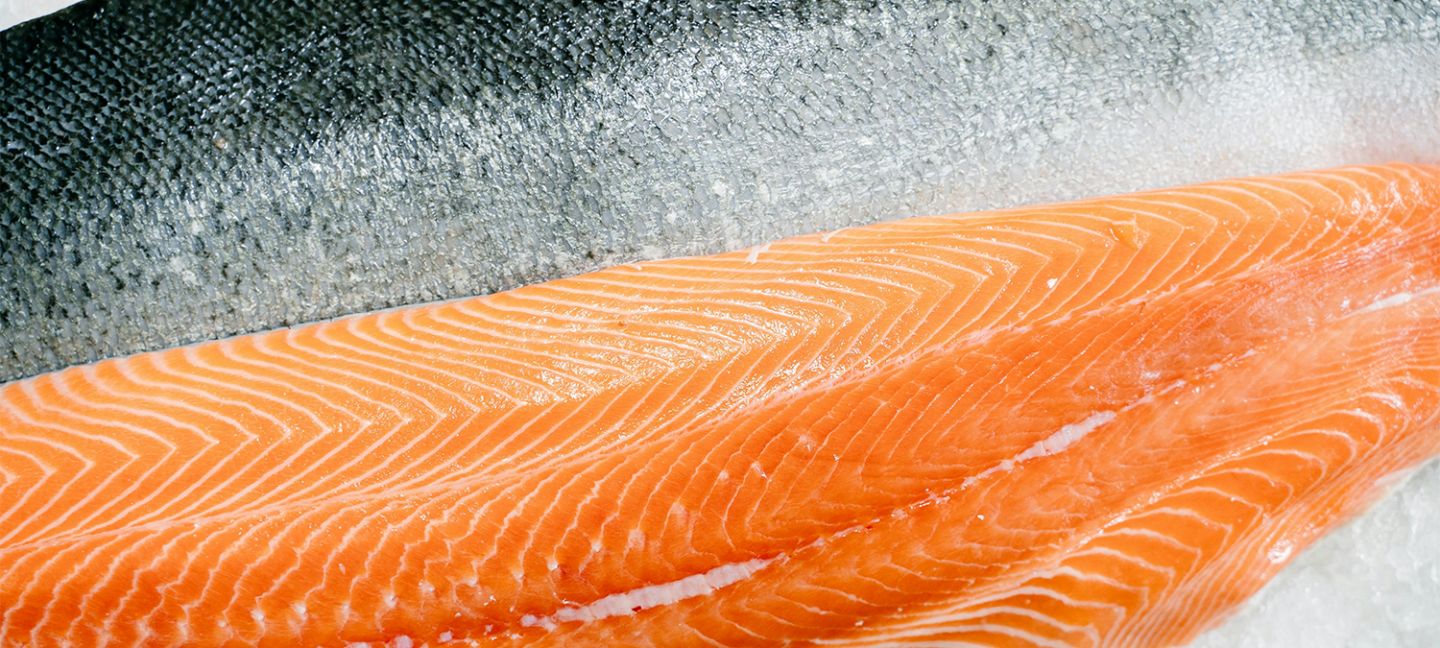 black soldier fly larvae