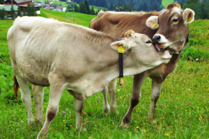 Study shows consumers value animal welfare over sustainability when buying meat and dairy