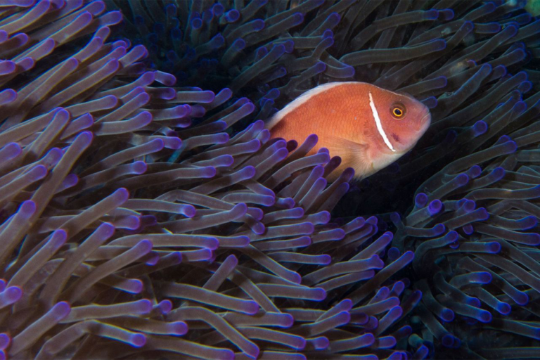 Article image for Shellfish reefs improve marine biodiversity in South Australia