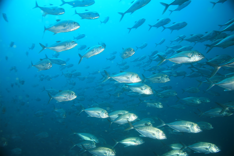 Article image for How can population genomics help prevent overfishing?