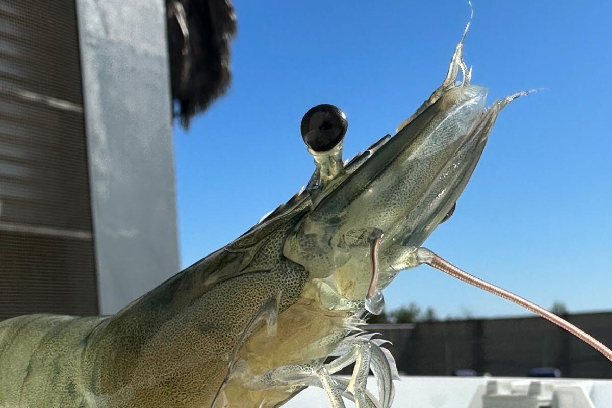 What is the path to viable alternatives to shrimp eyestalk ablation