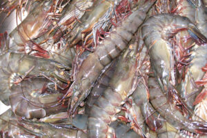 Variations in shrimp allergens and place of origin can affect food safety assessments