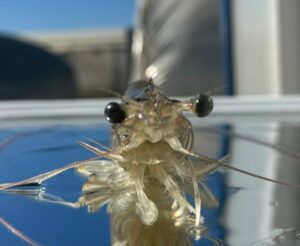 shrimp eyestalk ablation