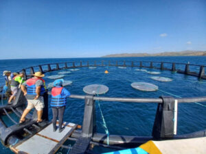 New fish aggregating device aims to reduce marine waste in tropical tuna fisheries