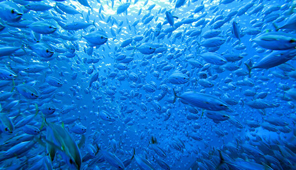 fish aggreggating devices