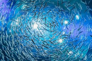 How can population genomics help prevent overfishing?