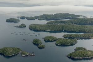 salmon farms