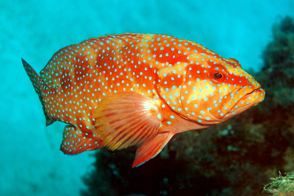 Advances in breeding technologies for fish color traits in aquaculture ...