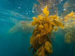 seaweed farming
