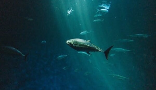 overfishing