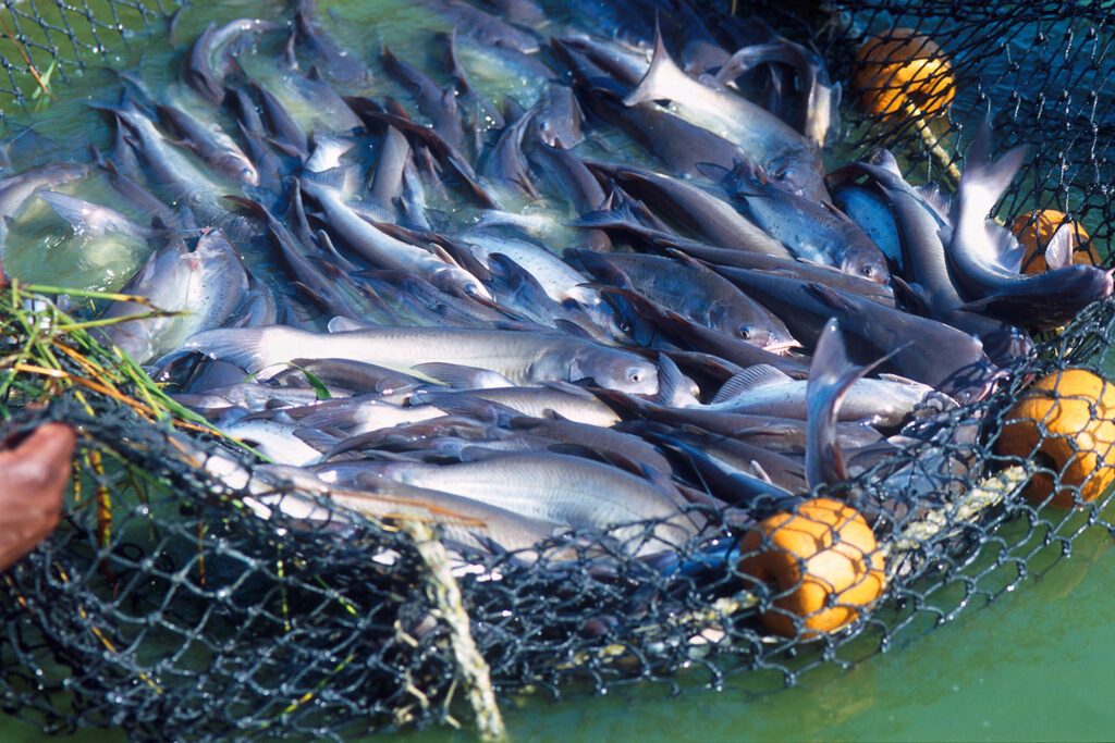Article image for How does aquaculture contribute to U.S. seafood production and the economy?