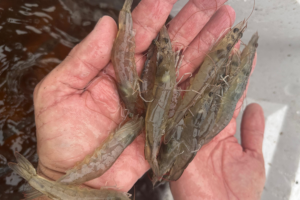 Potential roles of epigenetic regulation and intestinal microbiome in resistance to Vibrio in Pacific white shrimp