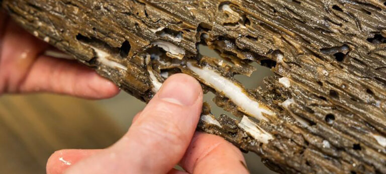 land-based aquaculture