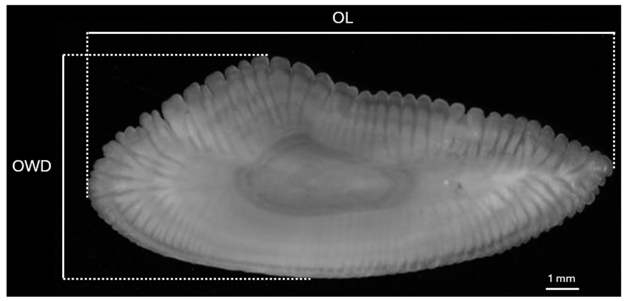 Machine learning approaches for fish age prediction in European hake ...