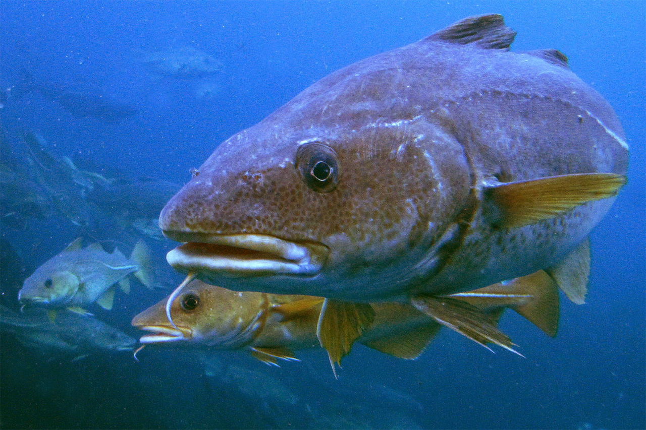 Excited Cod Fish Sediment suspended by bottom trawling can reduce reproductive success ...