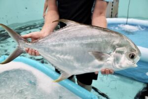 Australian aquaculture